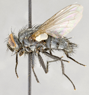  ( - CNC617825)  @13 [ ] No Rights Reserved (2017) Unspecified Canadian National Collection of Insects, Arachnids and Nematodes