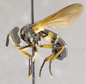  ( - CNC618753)  @11 [ ] No Rights Reserved (2022) Unspecified Canadian National Collection of Insects, Arachnids and Nematodes