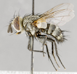  ( - CNC620604)  @13 [ ] No Rights Reserved (2017) Unspecified Canadian National Collection of Insects, Arachnids and Nematodes