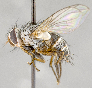  ( - CNC720551)  @13 [ ] No Rights Reserved (2017) Unspecified Canadian National Collection of Insects, Arachnids and Nematodes