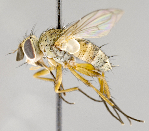  (Siphona sp. Siphona GER1 - CNC739176)  @14 [ ] No Rights Reserved (2017) Unspecified Canadian National Collection of Insects, Arachnids and Nematodes