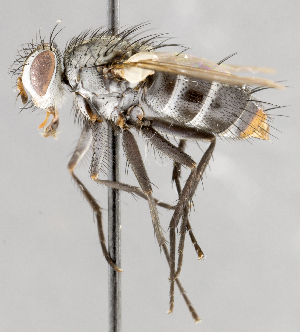  ( - CNC747517)  @11 [ ] No Rights Reserved (2067) Unspecified Canadian National Collection of Insects, Arachnids and Nematodes