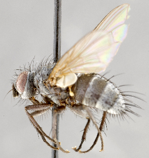  ( - CNC747538)  @11 [ ] No Rights Reserved (2087) Unspecified Canadian National Collection of Insects, Arachnids and Nematodes