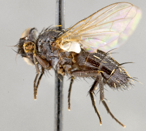  ( - CNC747554)  @13 [ ] No Rights Reserved (2100) Unspecified Canadian National Collection of Insects, Arachnids and Nematodes