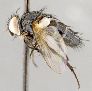  ( - CNC747555)  @13 [ ] No Rights Reserved (2101) Unspecified Canadian National Collection of Insects, Arachnids and Nematodes