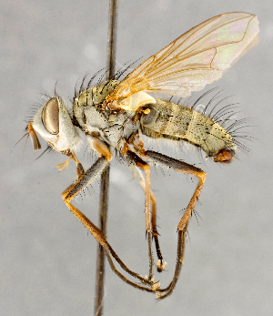  (Cryptomeigenia demylus - CNC748125)  @14 [ ] No Rights Reserved (2069) Unspecified Canadian National Collection of Insects, Arachnids and Nematodes
