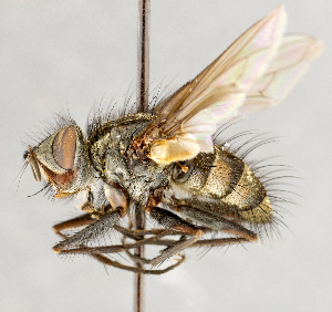  ( - CNC748144)  @13 [ ] No Rights Reserved (2088) Unspecified Canadian National Collection of Insects, Arachnids and Nematodes