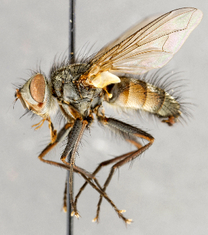  ( - CNC748148)  @14 [ ] No Rights Reserved (2092) Unspecified Canadian National Collection of Insects, Arachnids and Nematodes
