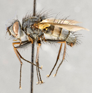  ( - CNC748150)  @13 [ ] No Rights Reserved (2094) Unspecified Canadian National Collection of Insects, Arachnids and Nematodes