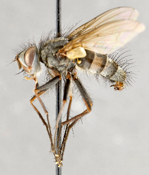  ( - CNC748151)  @11 [ ] No Rights Reserved (2095) Unspecified Canadian National Collection of Insects, Arachnids and Nematodes