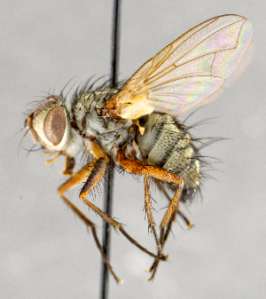  ( - CNC748153)  @14 [ ] No Rights Reserved (2097) Unspecified Canadian National Collection of Insects, Arachnids and Nematodes