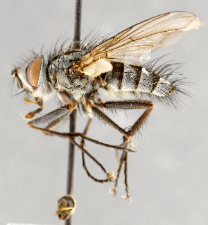  (Cryptomeigenia theutis - CNC748155)  @15 [ ] No Rights Reserved (2099) Unspecified Canadian National Collection of Insects, Arachnids and Nematodes