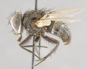  (Myiopharus sp. GER1 - CNC751508)  @11 [ ] No Rights Reserved (2017) Unspecified Canadian National Collection of Insects, Arachnids and Nematodes
