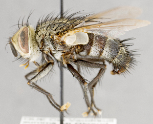  ( - CNC751599)  @13 [ ] No Rights Reserved (2017) Unspecified Canadian National Collection of Insects, Arachnids and Nematodes