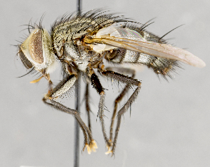  ( - CNC751600)  @14 [ ] No Rights Reserved (2017) Unspecified Canadian National Collection of Insects, Arachnids and Nematodes