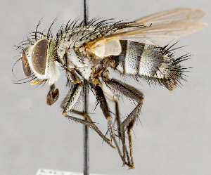  (Austrophorocera einaris - CNC751601)  @14 [ ] No Rights Reserved (2017) Unspecified Canadian National Collection of Insects, Arachnids and Nematodes