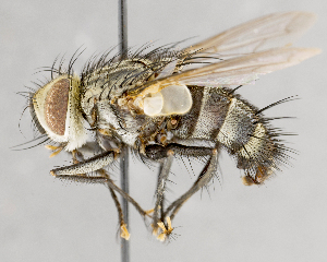  ( - CNC751602)  @14 [ ] No Rights Reserved (2017) Unspecified Canadian National Collection of Insects, Arachnids and Nematodes