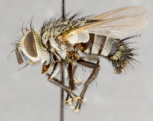  (Austrophorocera cocciphila - CNC751605)  @14 [ ] No Rights Reserved (2017) Unspecified Canadian National Collection of Insects, Arachnids and Nematodes