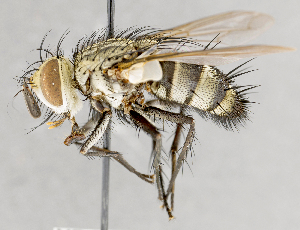  ( - CNC751607)  @11 [ ] No Rights Reserved (2017) Unspecified Canadian National Collection of Insects, Arachnids and Nematodes