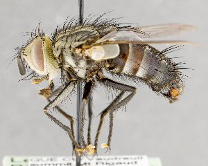  (Austrophorocera stolida - CNC751609)  @14 [ ] No Rights Reserved (2017) Unspecified Canadian National Collection of Insects, Arachnids and Nematodes