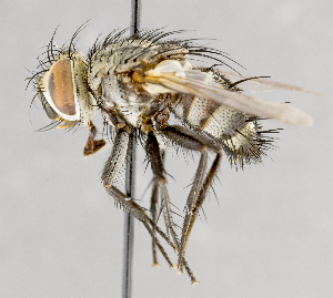  ( - CNC751612)  @13 [ ] No Rights Reserved (2017) Unspecified Canadian National Collection of Insects, Arachnids and Nematodes