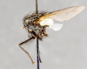  ( - CNC751673)  @12 [ ] No Rights Reserved (2017) Unspecified Canadian National Collection of Insects, Arachnids and Nematodes