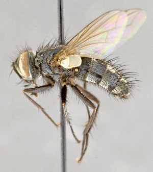 ( - CNC751688)  @14 [ ] No Rights Reserved (2017) Unspecified Canadian National Collection of Insects, Arachnids and Nematodes
