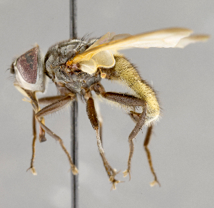  ( - CNC751882)  @11 [ ] No Rights Reserved (2039) Unspecified Canadian National Collection of Insects, Arachnids and Nematodes