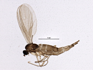  ( - BIOUG03085-H11)  @14 [ ] CreativeCommons - Attribution (2013) CBG Photography Group Centre for Biodiversity Genomics