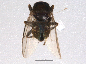  ( - BIOUG03153-F01)  @13 [ ] CreativeCommons - Attribution (2014) CBG Photography Group Centre for Biodiversity Genomics