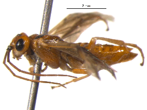  ( - BIOUG03397-F01)  @12 [ ] CreativeCommons - Attribution (2012) CBG Photography Group Centre for Biodiversity Genomics