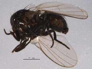  ( - BIOUG03549-H03)  @13 [ ] CreativeCommons - Attribution (2014) CBG Photography Group Centre for Biodiversity Genomics