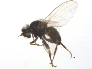  ( - BIOUG03695-G01)  @13 [ ] CreativeCommons - Attribution (2013) CBG Photography Group Centre for Biodiversity Genomics
