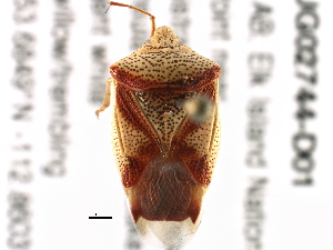  (Acanthosomatidae - BIOUG02744-D01)  @15 [ ] CC-0 (2014) CBG Photography Group Centre for Biodiversity Genomics