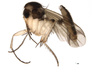  (Mycetophila gemerensis - BIOUG04080-B06)  @14 [ ] CreativeCommons - Attribution (2013) CBG Photography Group Centre for Biodiversity Genomics