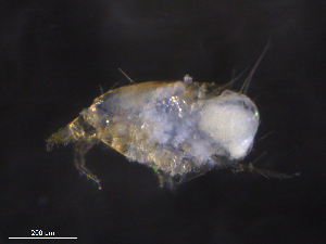  ( - BIOUG10422-D07)  @11 [ ] CreativeCommons - Attribution (2019) CBG Photography Group Centre for Biodiversity Genomics
