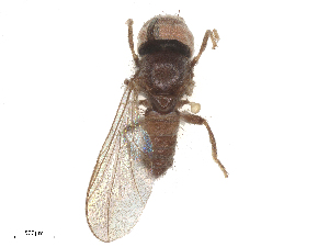  ( - BIOUG11081-B09)  @11 [ ] CreativeCommons - Attribution Share - Alike (2025) CBG Photography Group Centre for Biodiversity Genomics