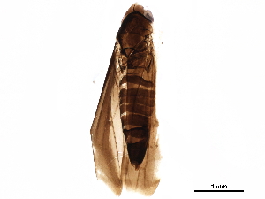  (Eupteryx nigra - BIOUG10977-C05)  @11 [ ] CreativeCommons - Attribution (2017) CBG Photography Group Centre for Biodiversity Genomics