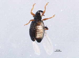  ( - BIOUG10225-F10)  @12 [ ] CreativeCommons - Attribution (2014) CBG Photography Group Centre for Biodiversity Genomics