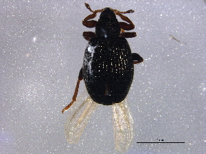  ( - BIOUG10229-G06)  @12 [ ] CreativeCommons - Attribution (2014) CBG Photography Group Centre for Biodiversity Genomics