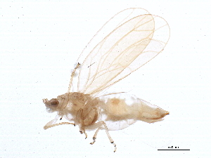 ( - BIOUG10275-C11)  @13 [ ] CreativeCommons - Attribution (2014) CBG Photography Group Centre for Biodiversity Genomics