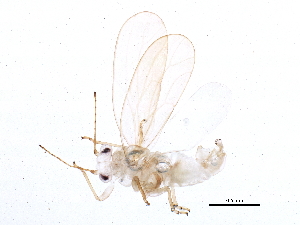  ( - BIOUG10275-C12)  @13 [ ] CreativeCommons - Attribution (2014) CBG Photography Group Centre for Biodiversity Genomics