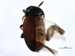  ( - BIOUG10408-F06)  @13 [ ] CreativeCommons - Attribution (2014) CBG Photography Group Centre for Biodiversity Genomics
