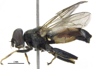  ( - BIOUG10812-E10)  @13 [ ] CreativeCommons - Attribution (2016) CBG Photography Group Centre for Biodiversity Genomics