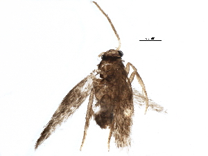  ( - BIOUG11956-C11)  @12 [ ] CreativeCommons - Attribution (2015) CBG Photography Group Centre for Biodiversity Genomics