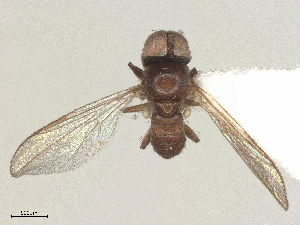  ( - BIOUG12175-C04)  @11 [ ] CreativeCommons - Attribution Share - Alike (2025) CBG Photography Group Centre for Biodiversity Genomics