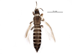  (Thrips madronii - BIOUG19343-A04)  @15 [ ] CreativeCommons - Attribution (2015) CBG Photography Group Centre for Biodiversity Genomics