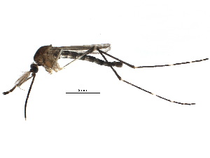 (Aedes togoi - BIOUG19466-C06)  @14 [ ] CreativeCommons - Attribution (2015) CBG Photography Group Centre for Biodiversity Genomics