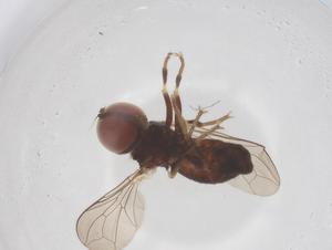  ( - BIOUG19705-E12)  @11 [ ] CreativeCommons - Attribution Share - Alike (2025) Centre for Biodiversity Genomics Centre for Biodiversity Genomics