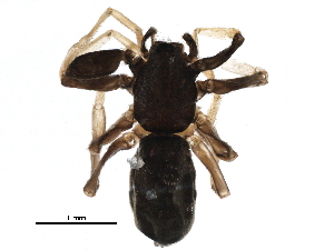  ( - BIOUG09363-D09)  @12 [ ] CreativeCommons - Attribution (2016) CBG Photography Group Centre for Biodiversity Genomics